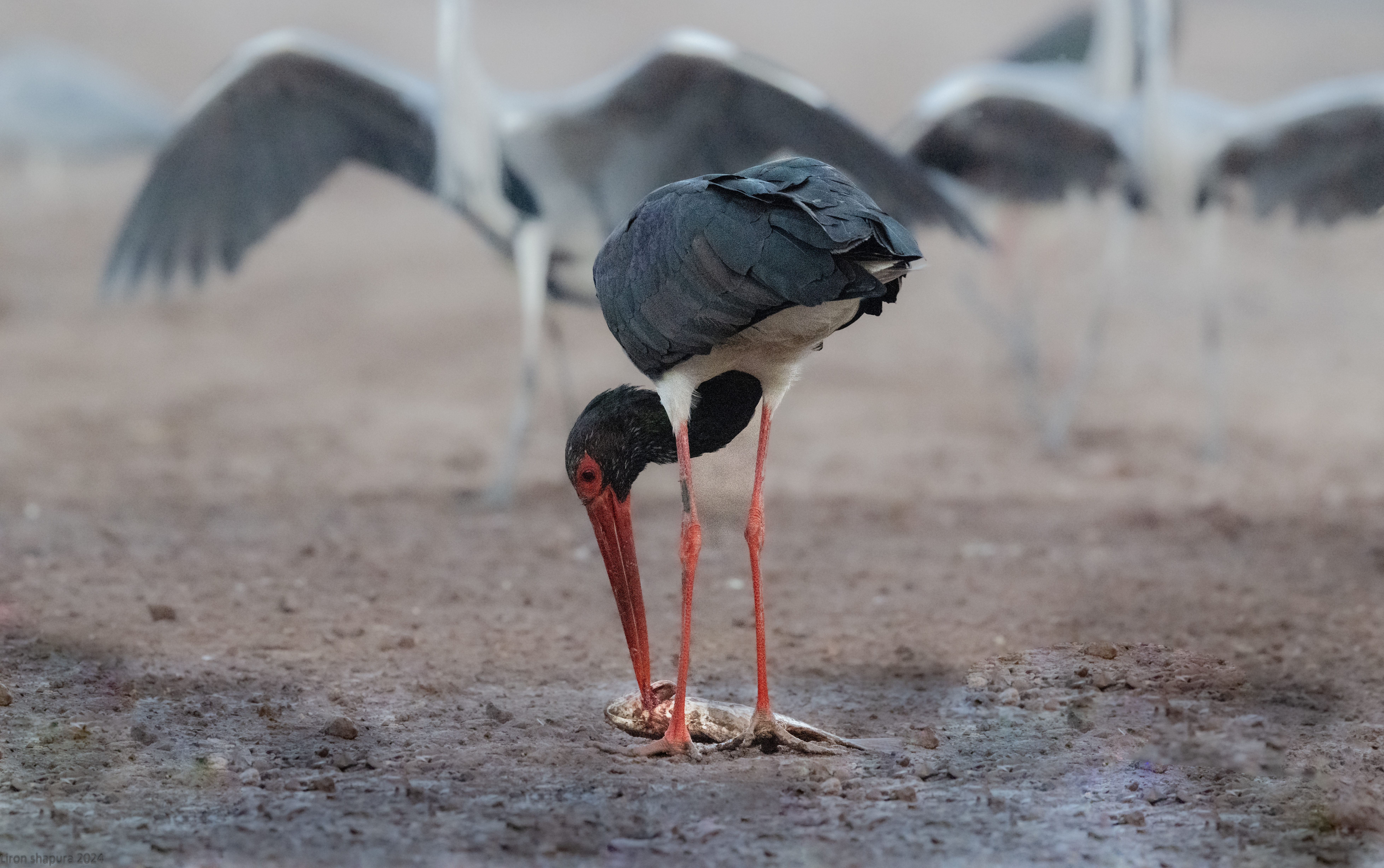 Black stork